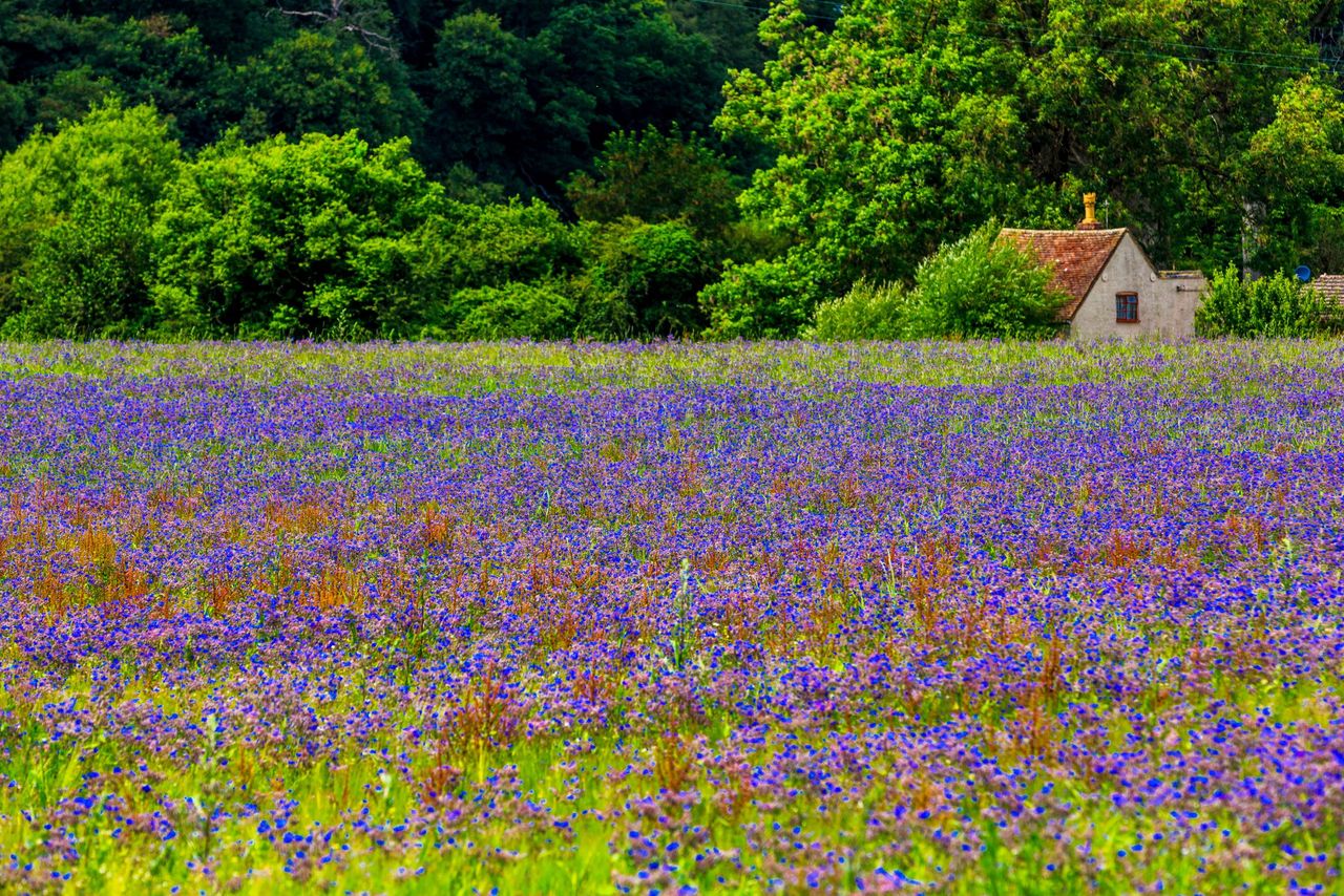 A field of blue borage flowers with cottage in Kidderminster