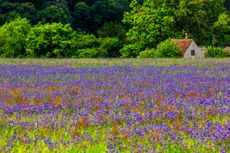 A field of blue borage flowers with cottage in Kidderminster