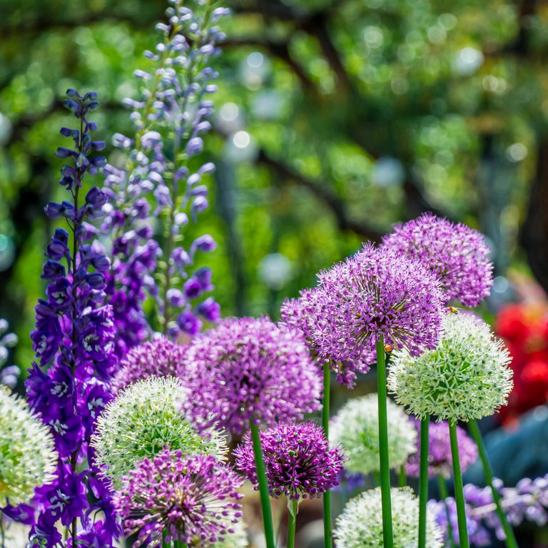 How deep to plant allium bulbs an expert guide Ideal Home