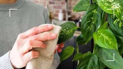 How to clean plant leaves , dusting leaves with microfibre cloth