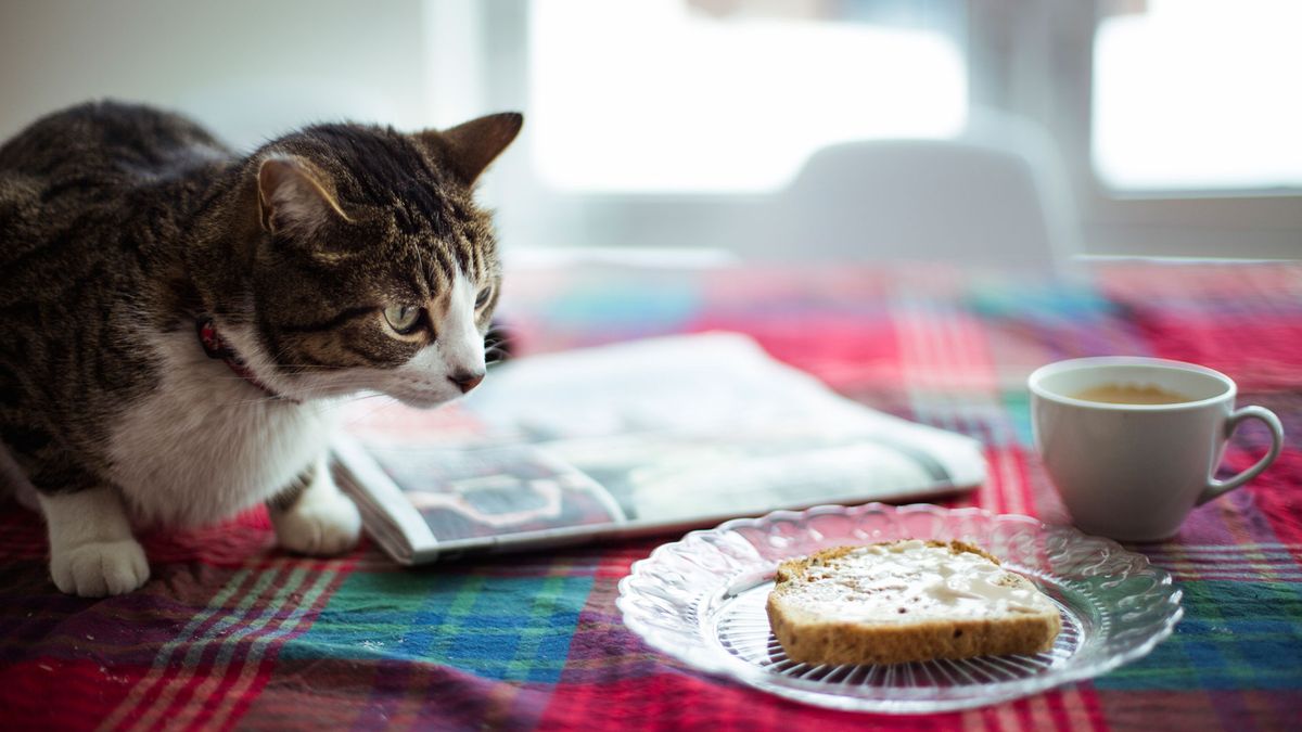 A cat on a table looking at a slice of bread