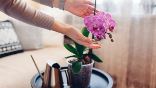 picture of pink orchid with a watering can next to it