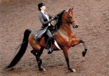tashsaddleseat-hr.JPG