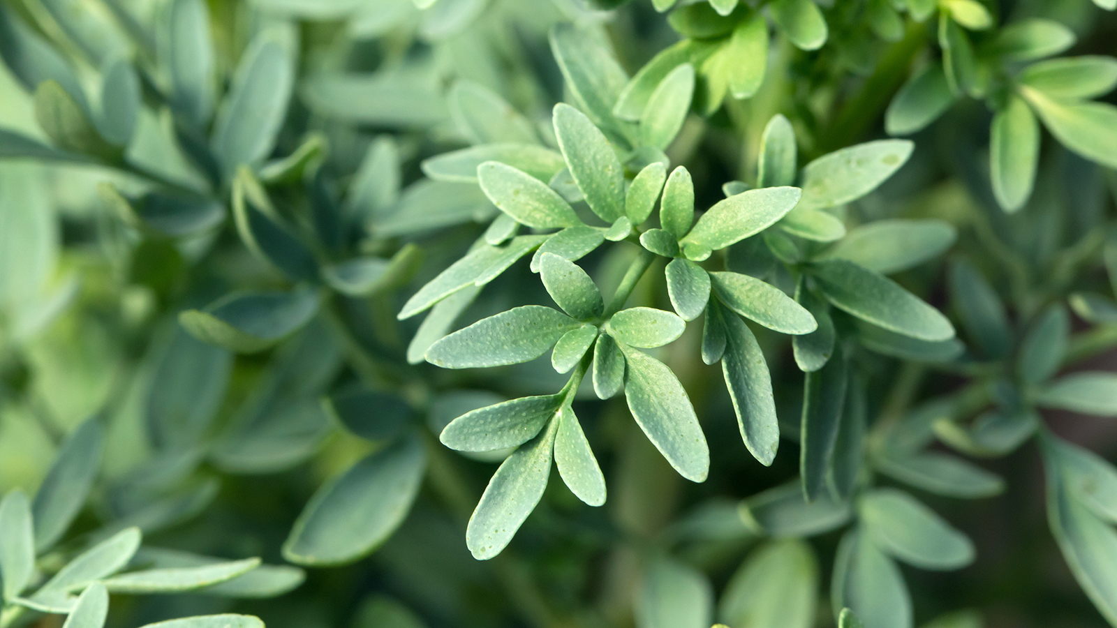 Rue plant