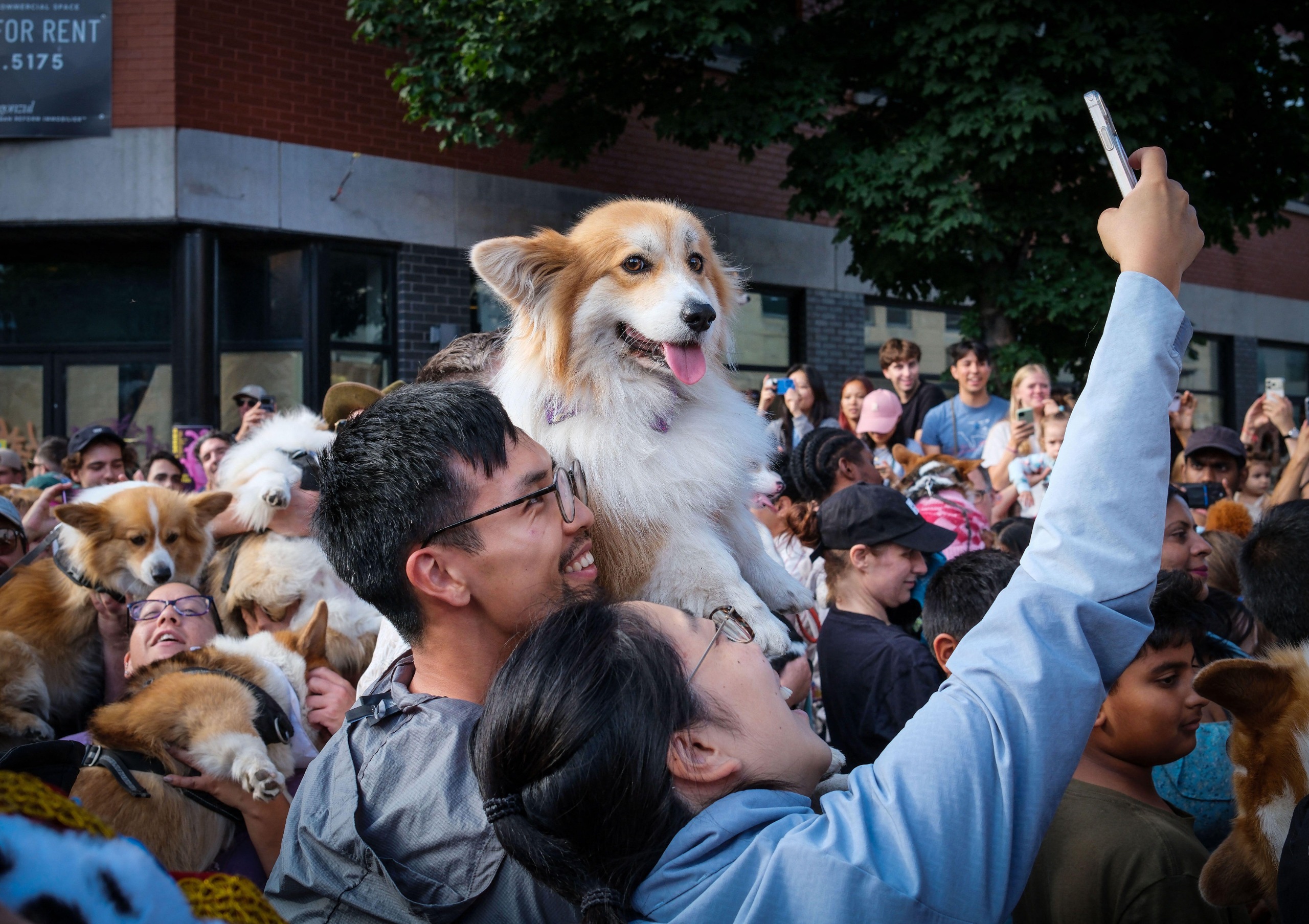 Corgi parade