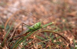 long-winged conehead