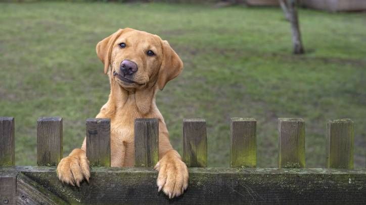 2022 Comedy Pet Photography Awards