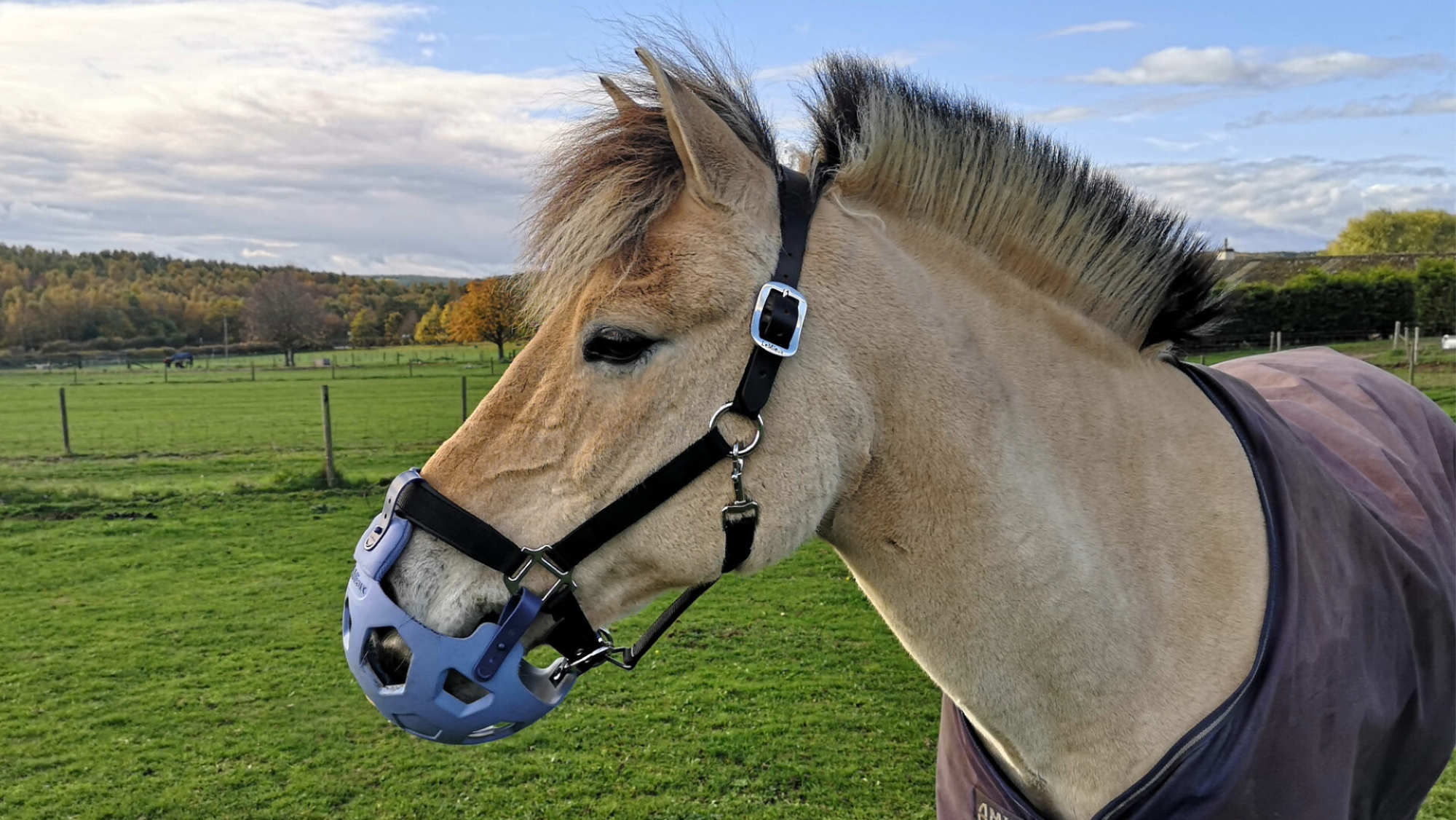 a fjord pony side-on wearing a black headcollar with a blue grazing muzzle attached to the noseband