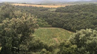 A photograph of a neat row of grapevines inside a circular depression that is actually an ancient meteor impact crater in France