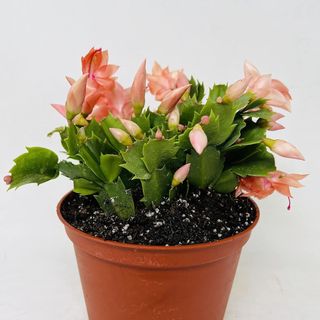 Orange Christmas Cactus 