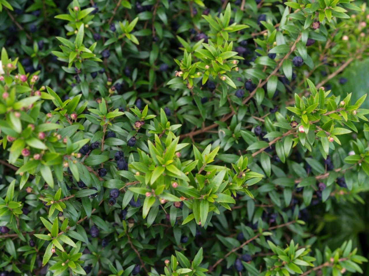 Close up of a sweet myrtle bush with many small berries growing on it