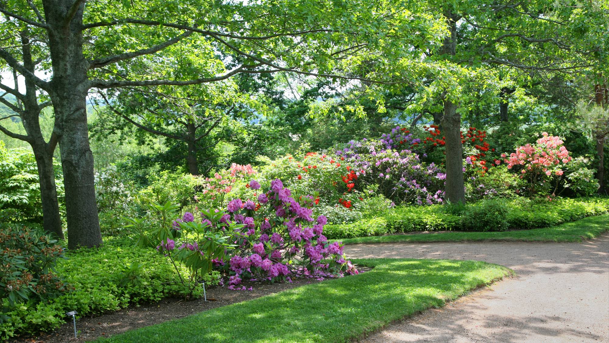 Shrubs for shade - zone 5 example of shade garden