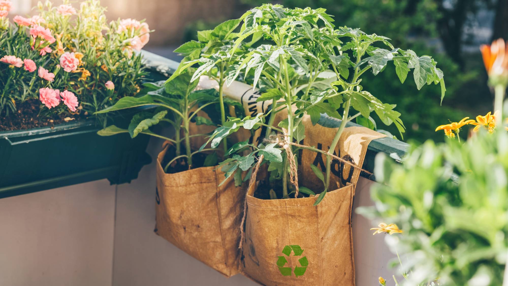 Tomato plants in grow bags on a balcony