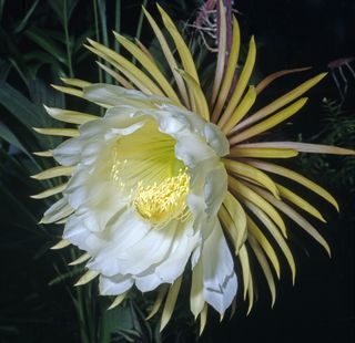 close-up of queen of the night cactus flower