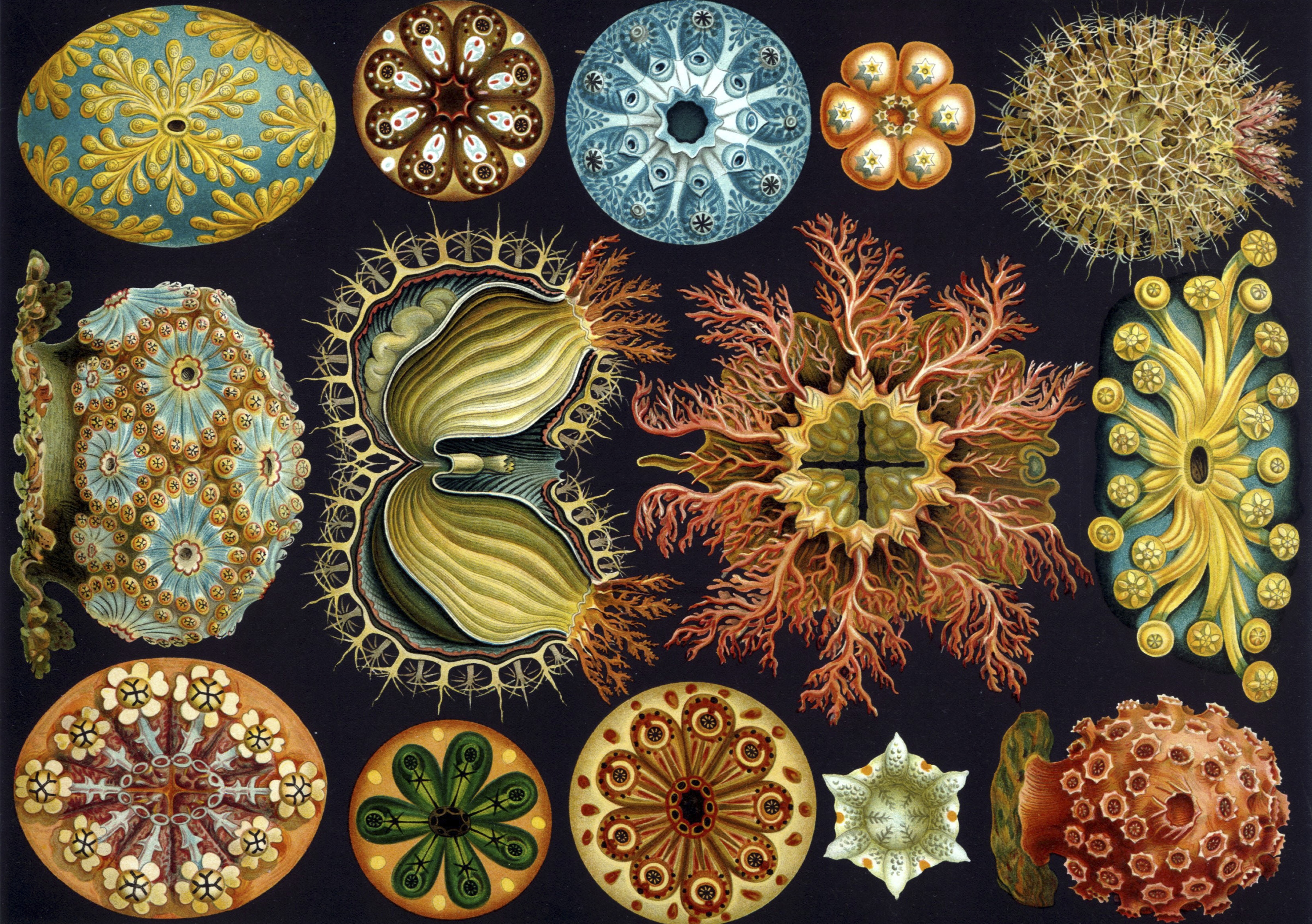 Plankton as illustrated by Ernst Haeckel