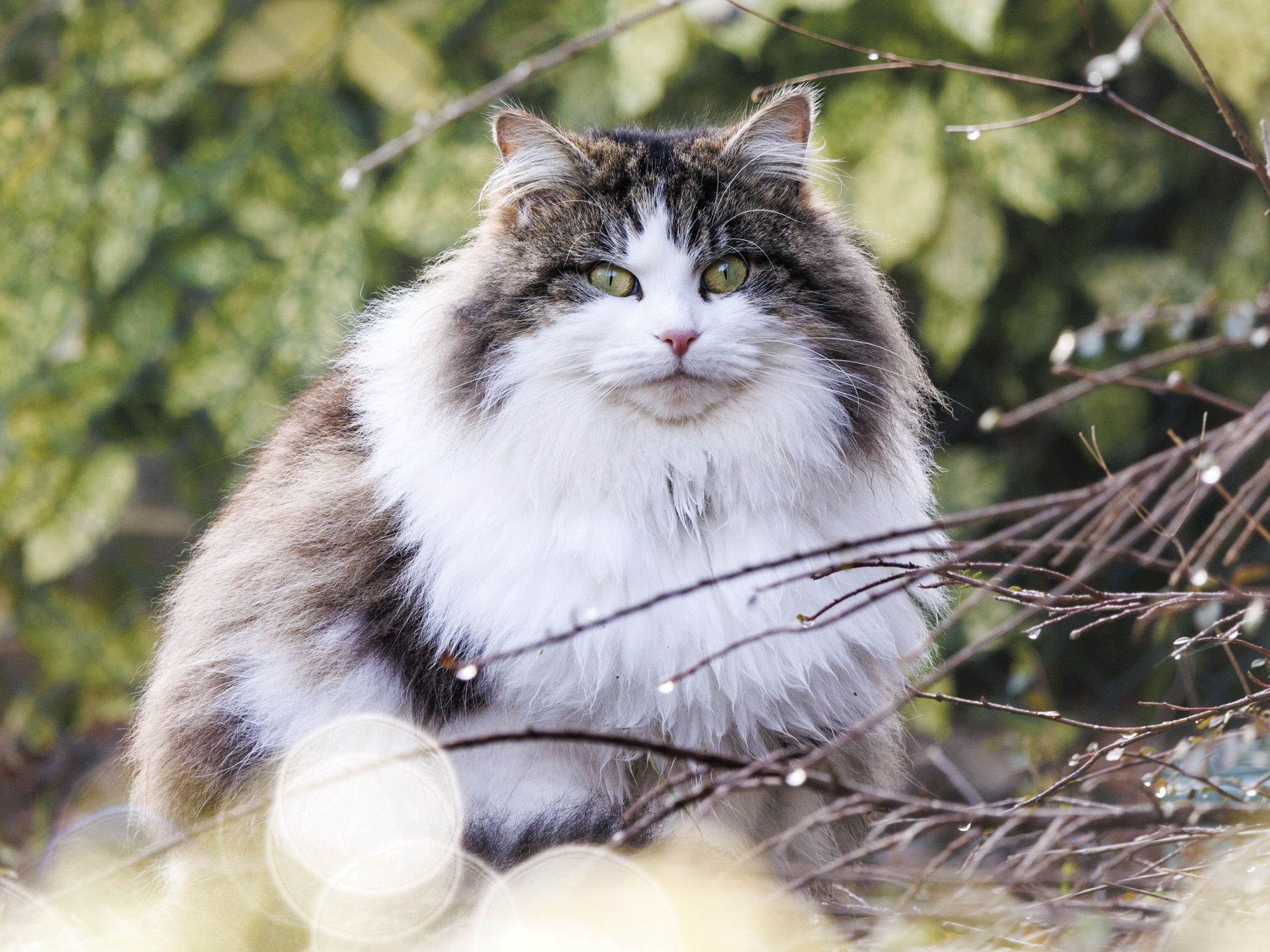 Cat portrait, taken with the Canon EOS R100