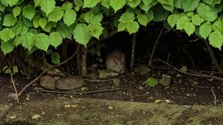 A rabbit in its natural habitat