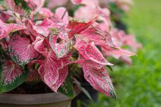 A close up of a pink caladium in a planter