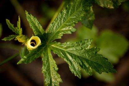 Okra Leaves