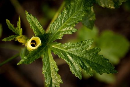 Okra Leaves