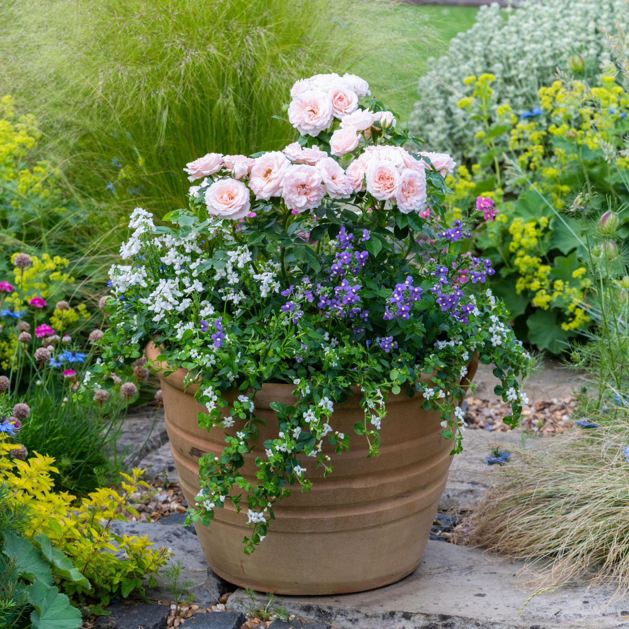 patio rose in pot with lobeli and bacopa