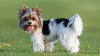 Biewer terrier standing on grass