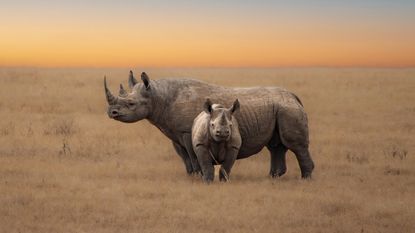 Two rhinos on plain.