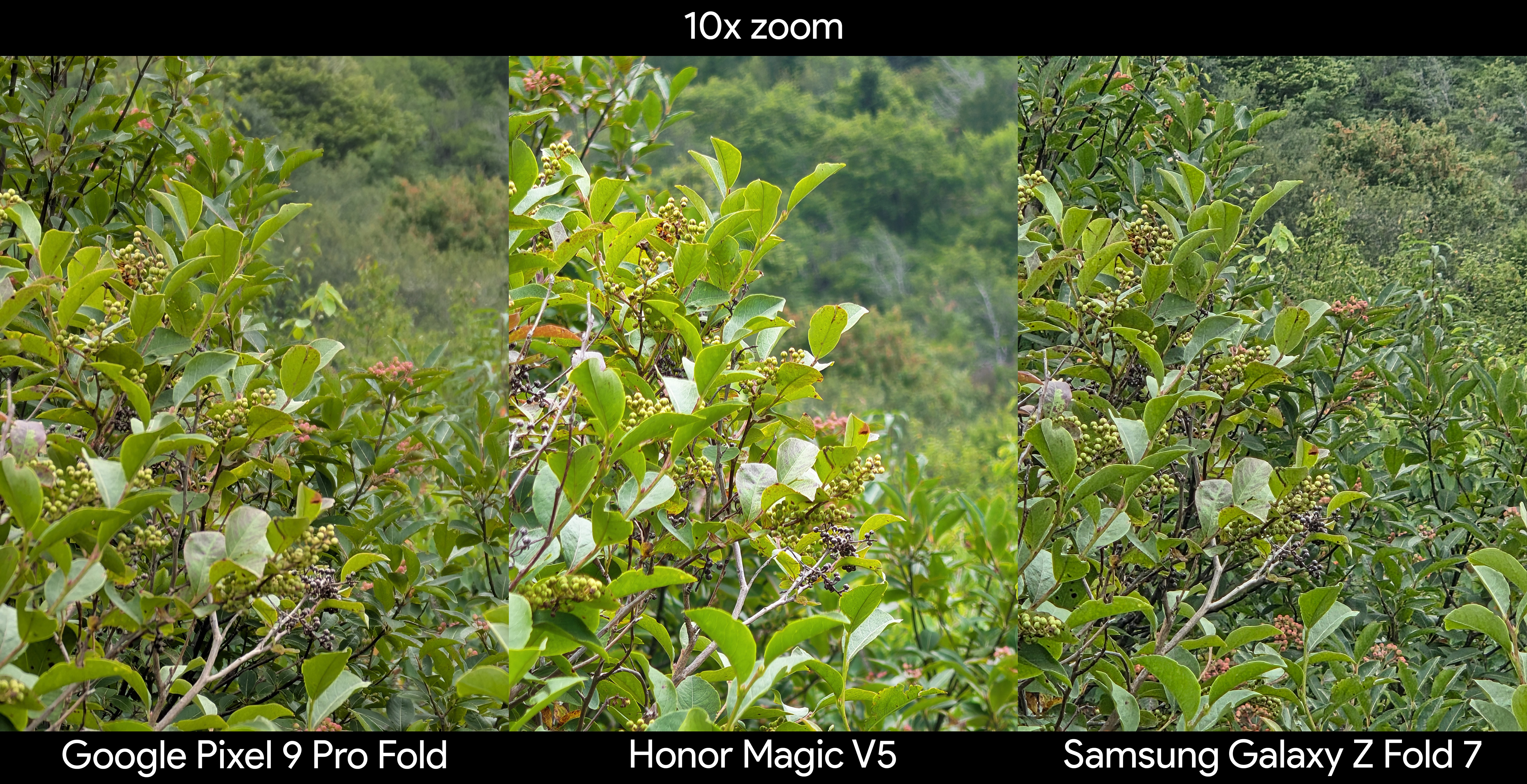 Comparing a 10x shot of a blueberry bush between the Google Pixel 9 Pro Fold, Honor Magic V5, and Samsung Galaxy Z Fold 7