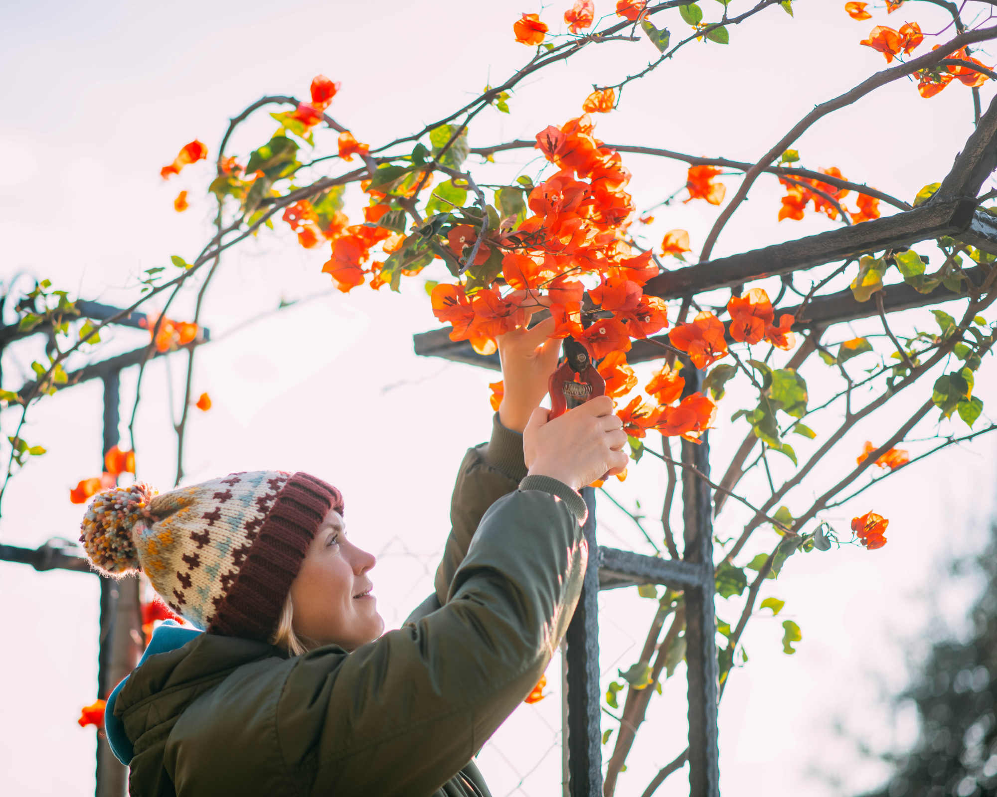 woman pruning bougainvillea in winter