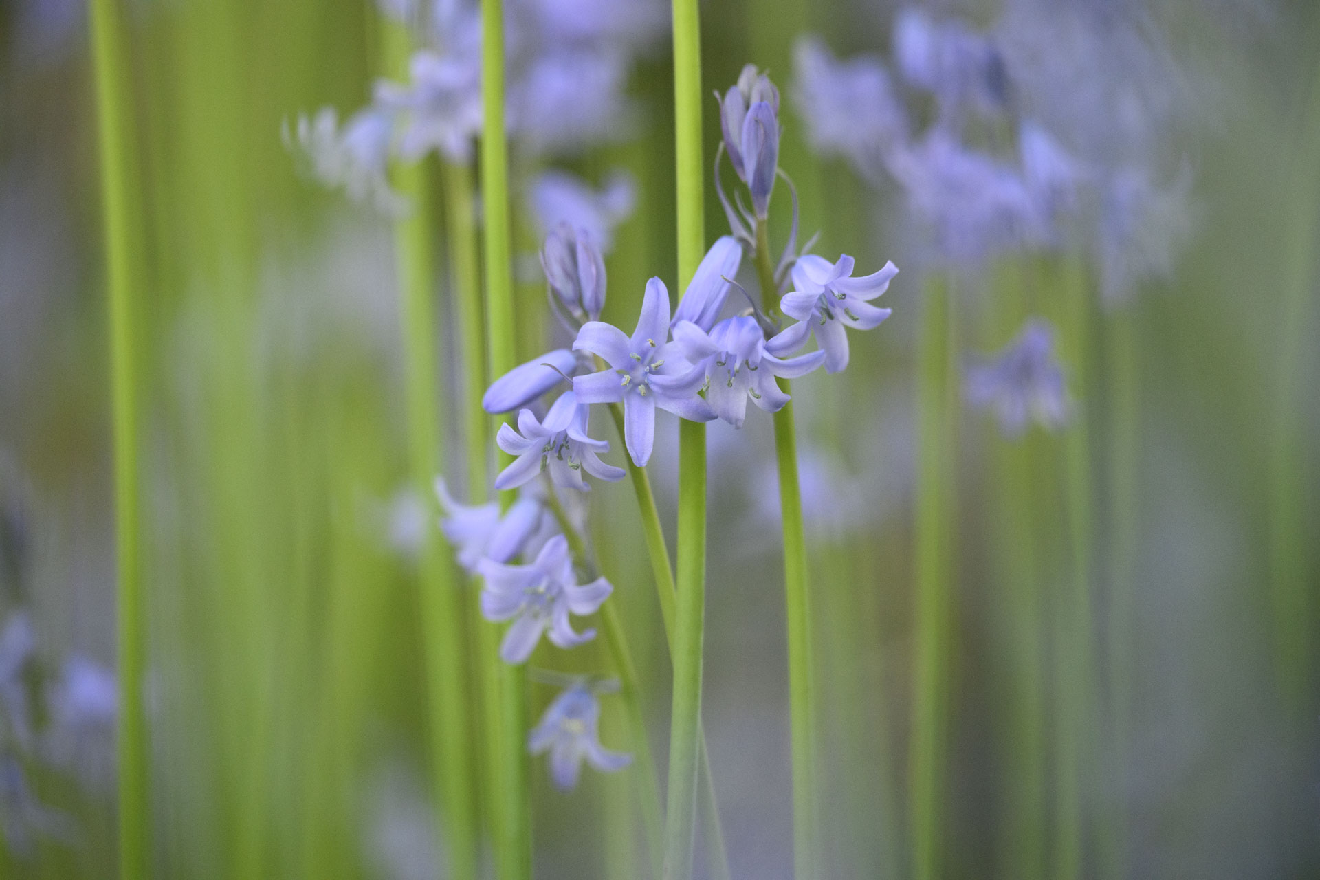 Nikon Z 70-200mm f/2.8 VR S II image gallery: bluebell flower close up at golden hour