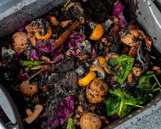 wood scraps in worm compost bin