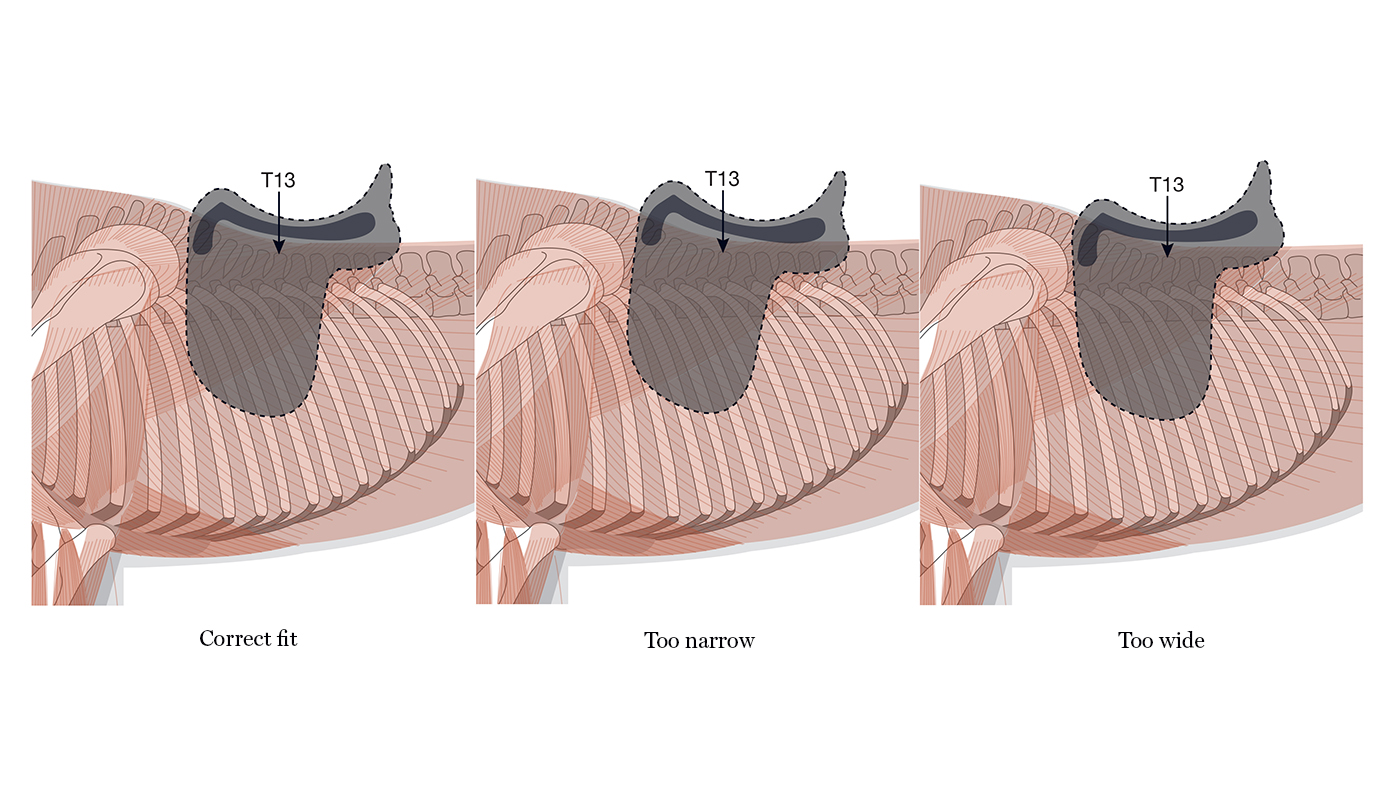 T13-Illustration-Centaur-HandH-2_371364281_628285541.jpg