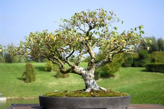 Silver birch bonsai tree