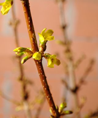 Yellow forsythia flower buds