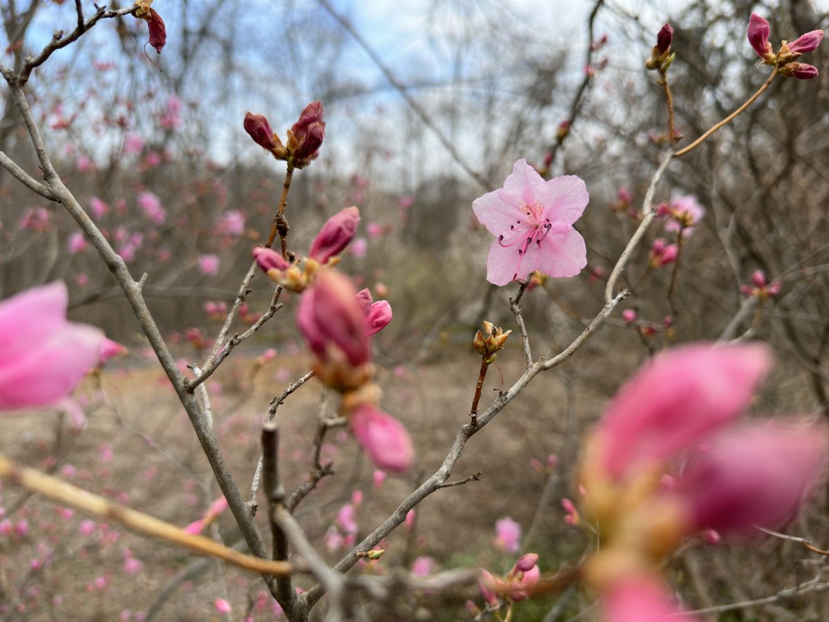 Pink blooms taken with best phone cameras and Nikon D750