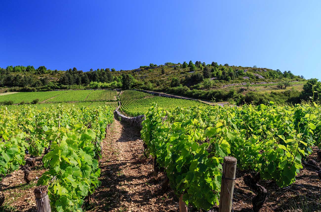 Vines in Burgundy's C&ocirc;te d'Or, where French a vineyard may cost more than &euro;1m