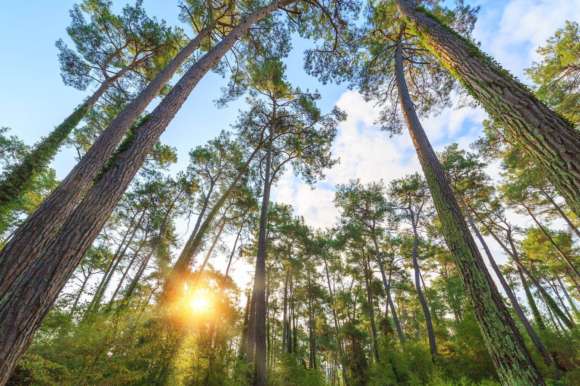 Rays of the sun make their way through the trunks of tall pine trees in the forest