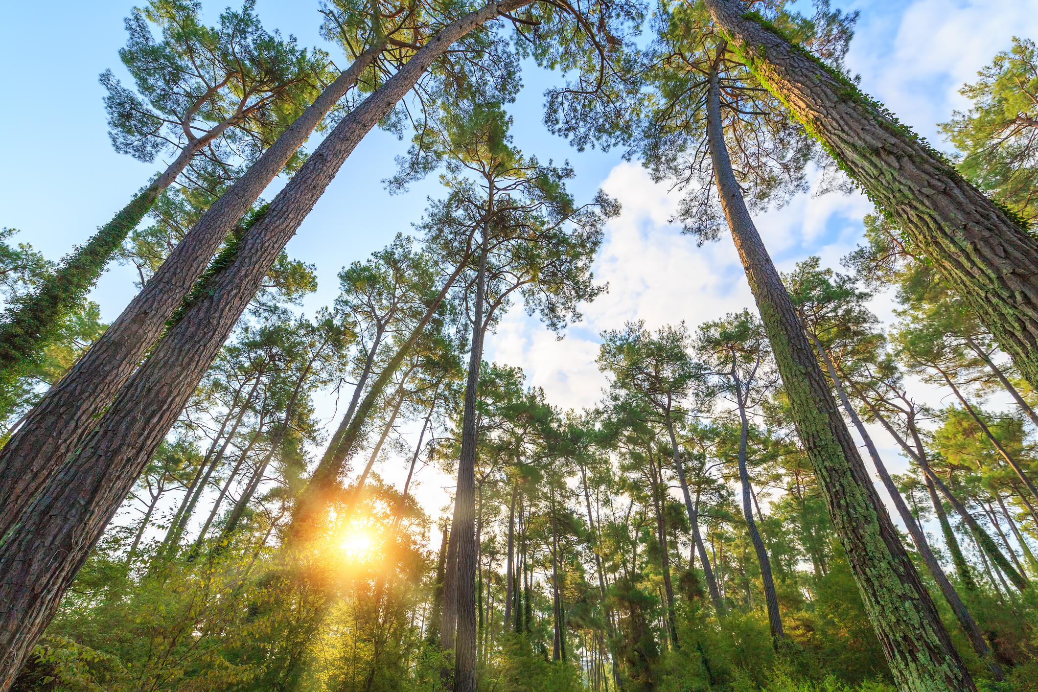 Rays of the sun make their way through the trunks of tall pine trees in the forest