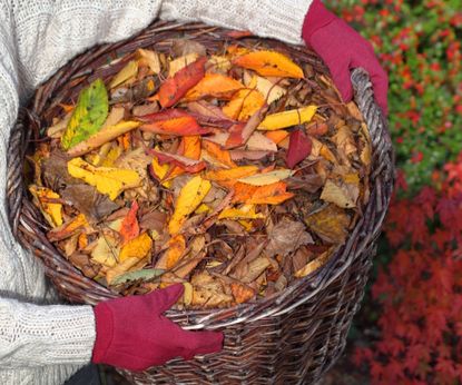 Discover What To Do With Fallen Leaves To Protect Plants | Homes & Gardens