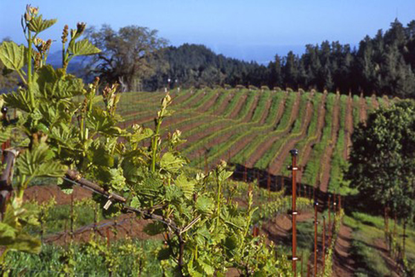 California cellar doors