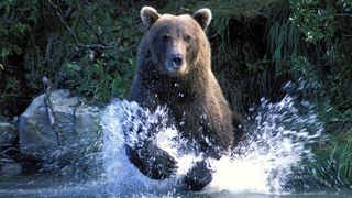 Charging grizzly bear in stream