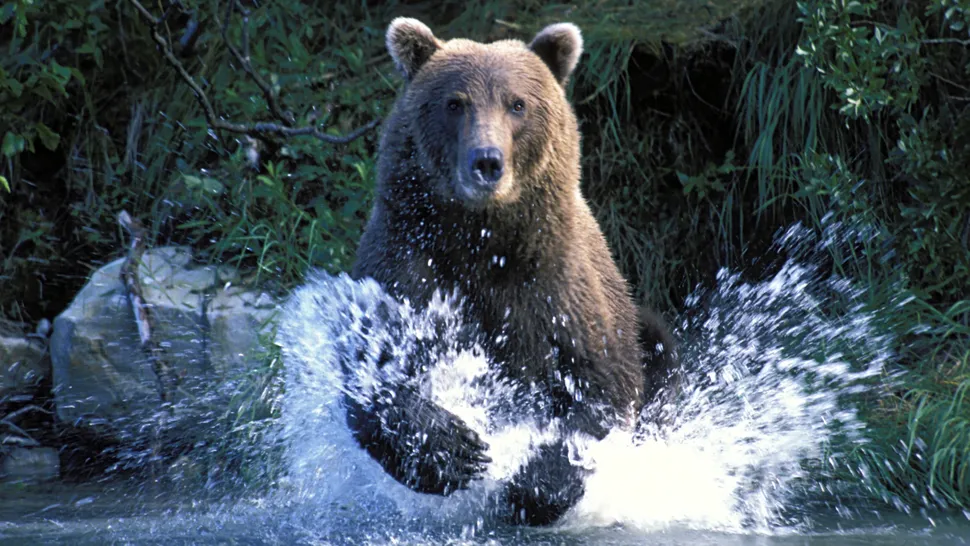 “The ferocity of bears is real” – Fat Bear Week off to grizzly start after shocked viewers witness deadly battle in the wild