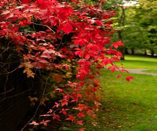 Red leaved virginia creeper foliage