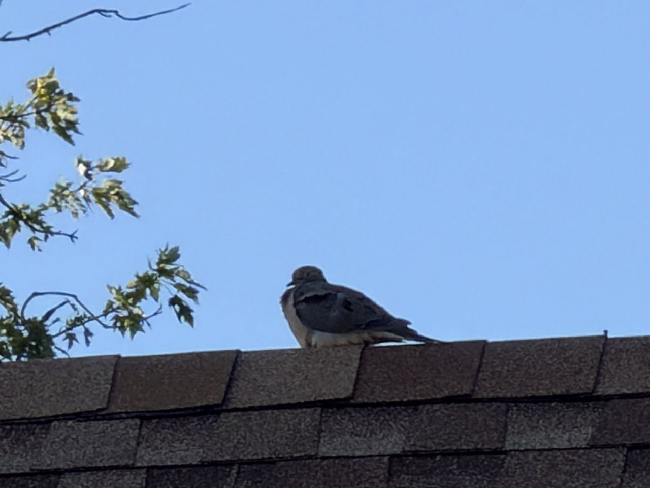iPhone 17 Pro telephoto sample.