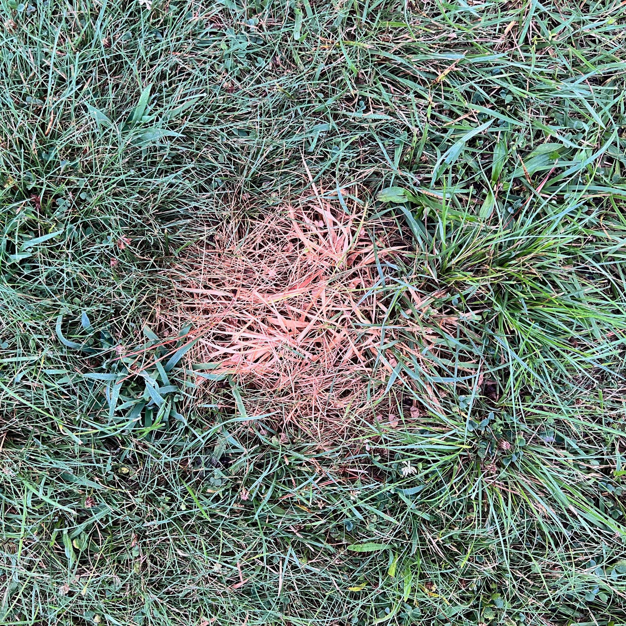 Dead patch on diseased lawn