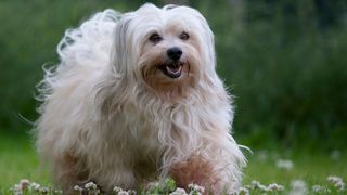 Havanese dog outside running towards camera