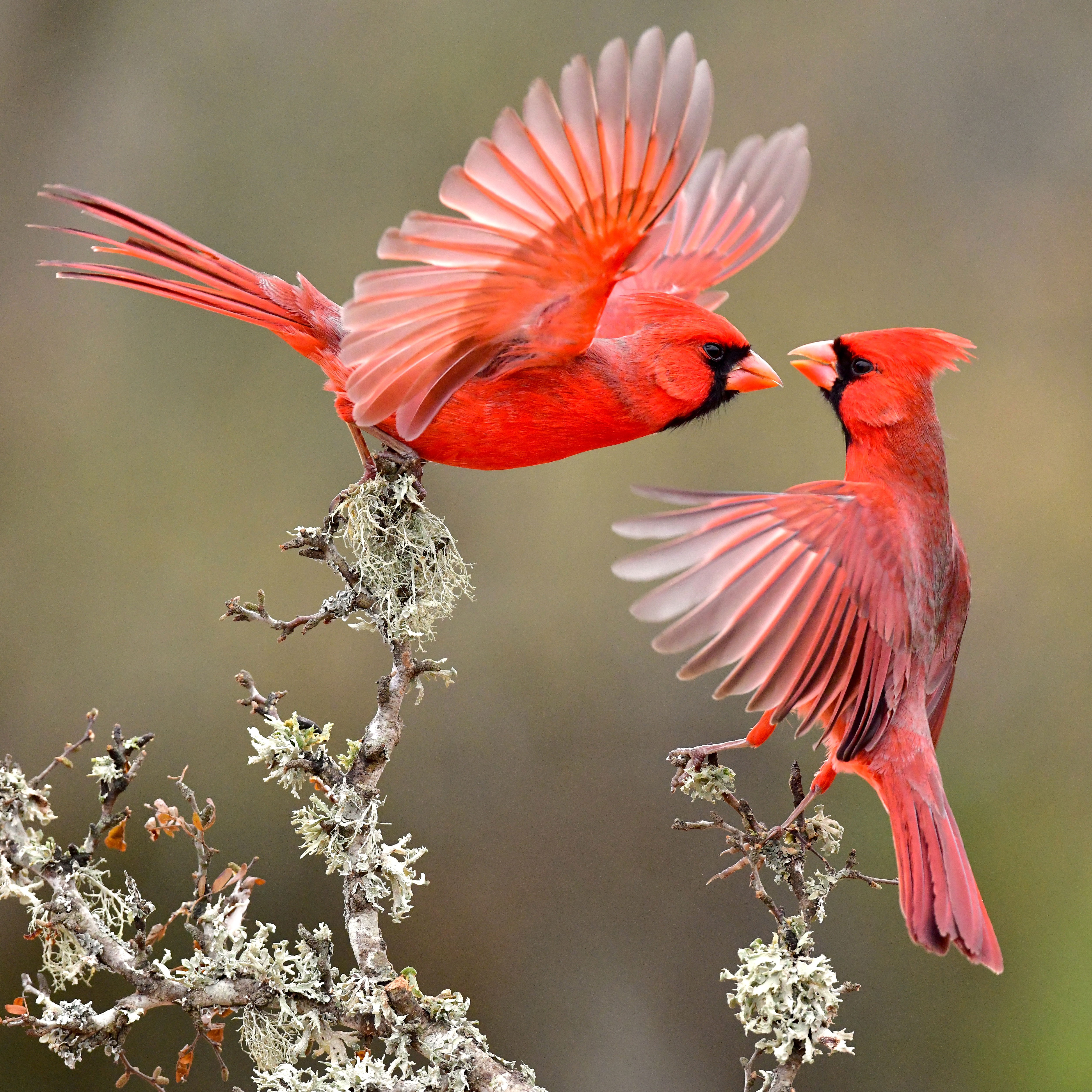 two red cardinals fighting as one swoops in and one sits on tree stump