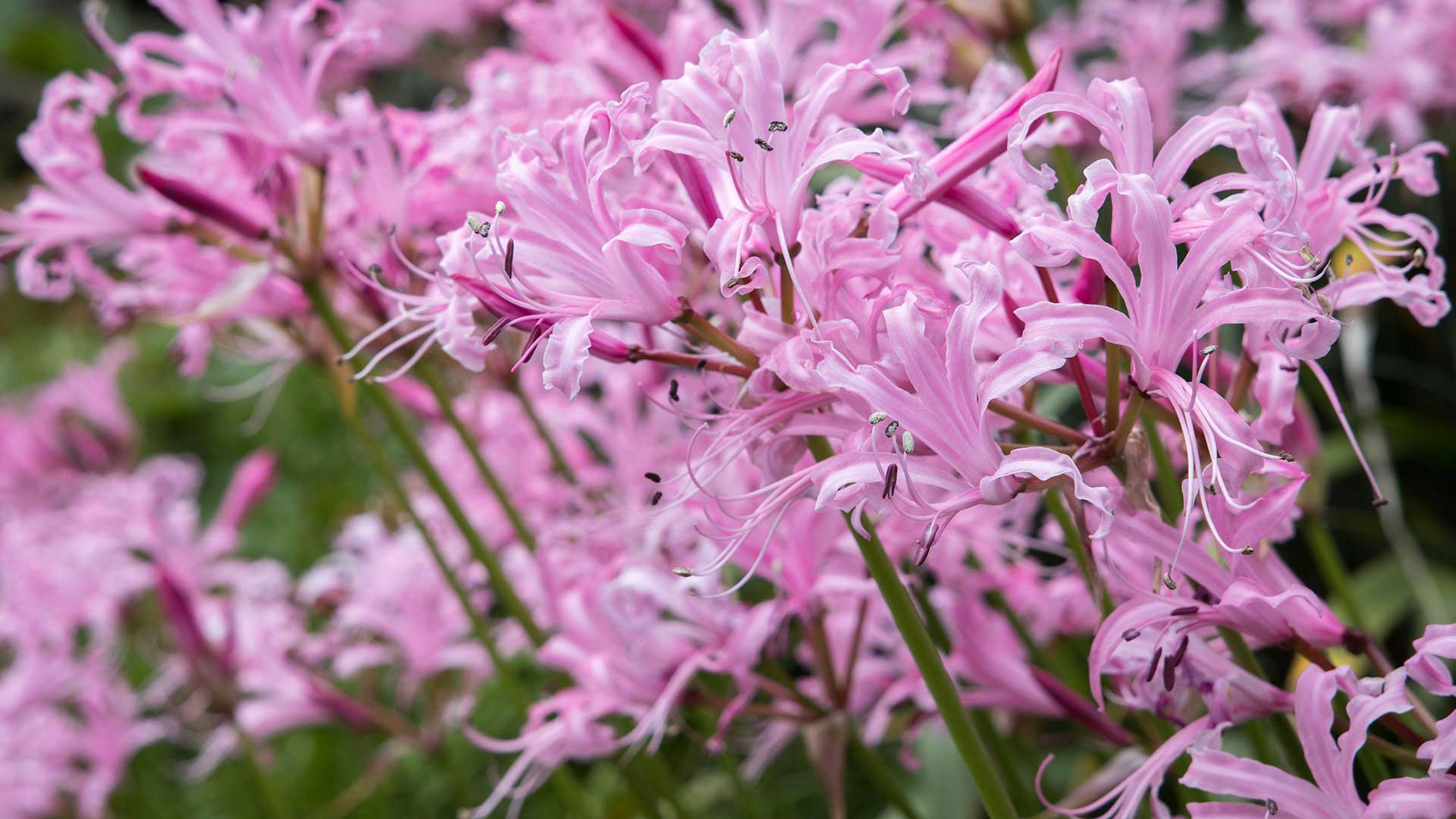pink nerines