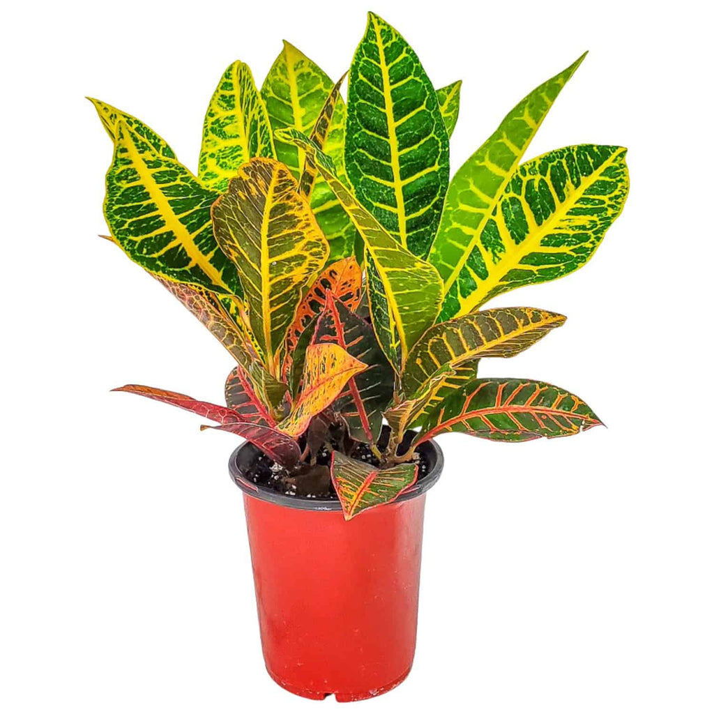 Croton Petra