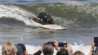 Cacau the Labrador surfing at the 2024 World Surfing Dog Championships